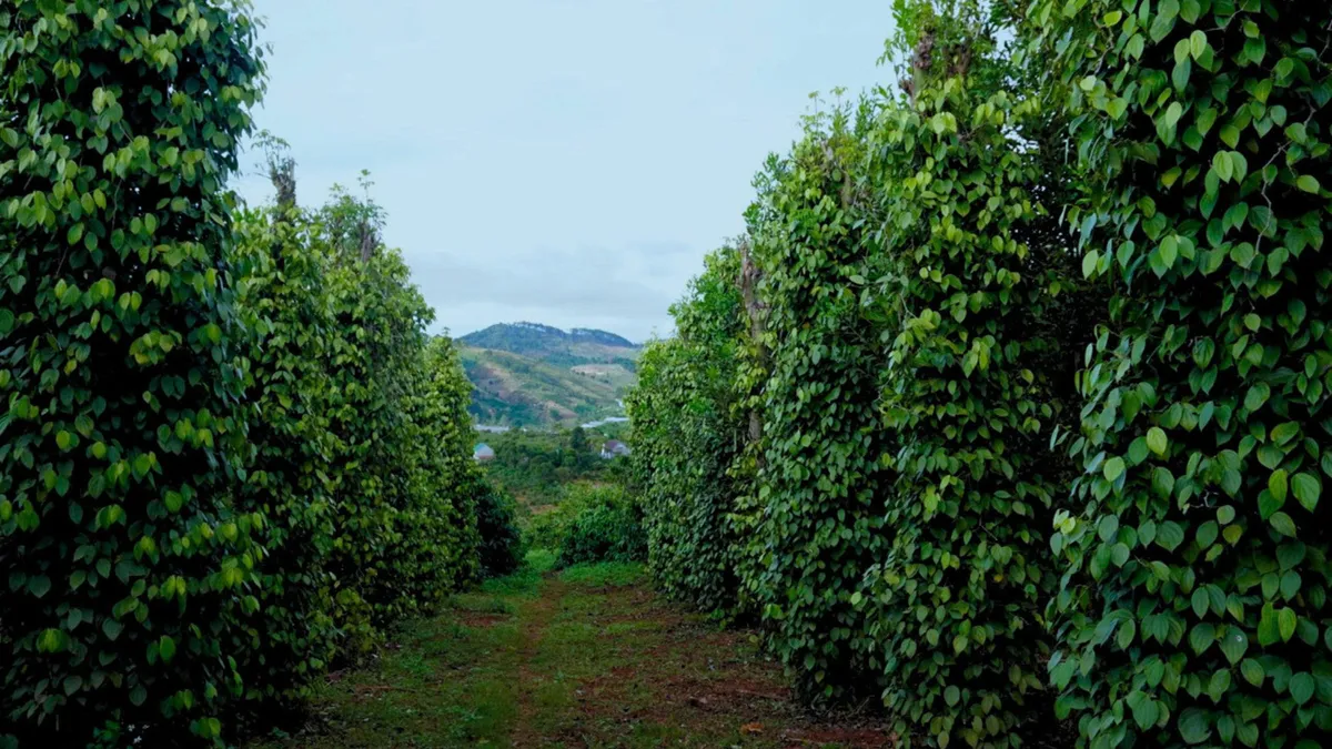 Pepper vines growing at ROOTS Organic Farm, Dalat