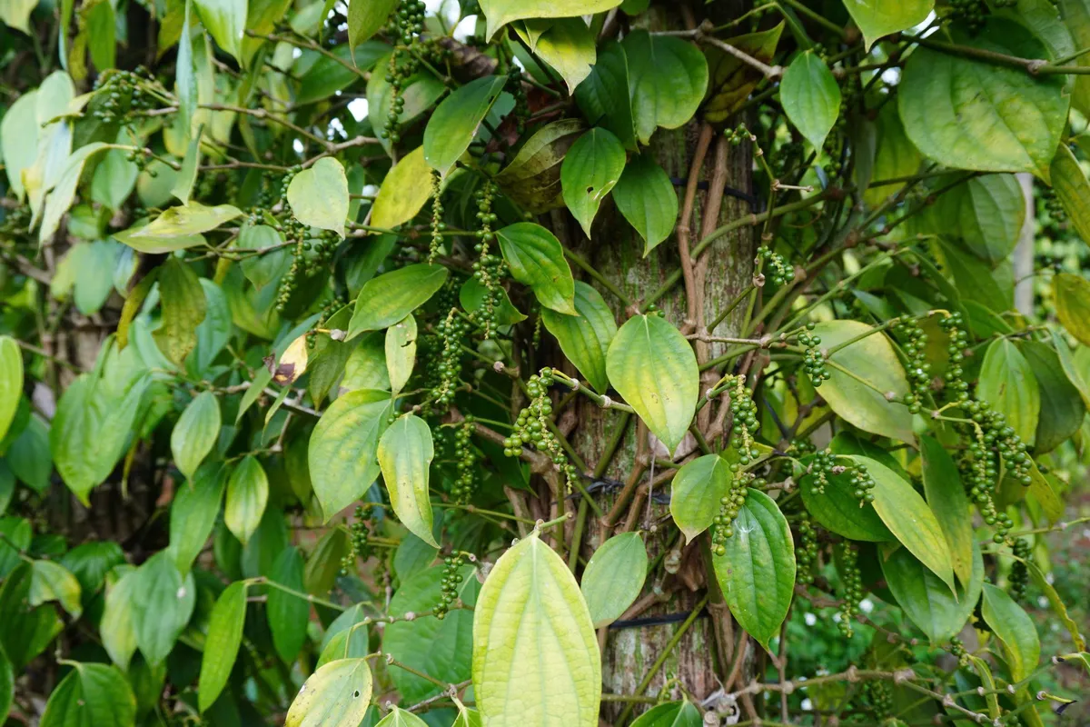 Pepper vine climbing a tree trunk at the farm