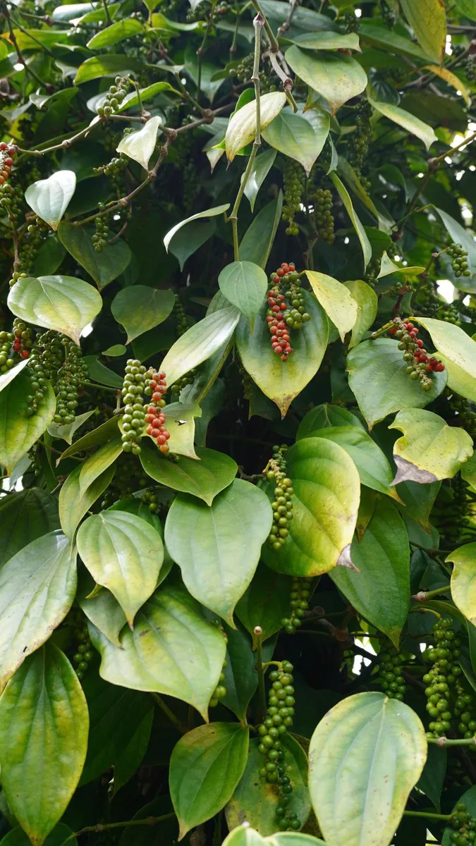 Ripening peppercorns on the vine